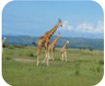 img_impact_giraffe.png